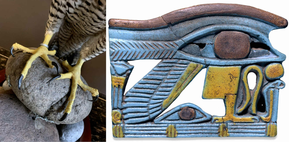 Eye of Horus Wedjat Udjat Egyptian amulet with Peregrine Falcon Claws Talons